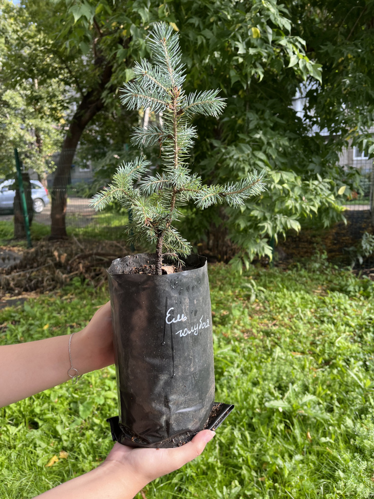 хвойные оптом