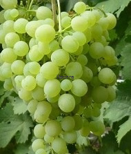 Виноград "Алешенькин", саженец 1 шт фото 2 Виноград "Алешенькин", саженец 1 шт фото 2